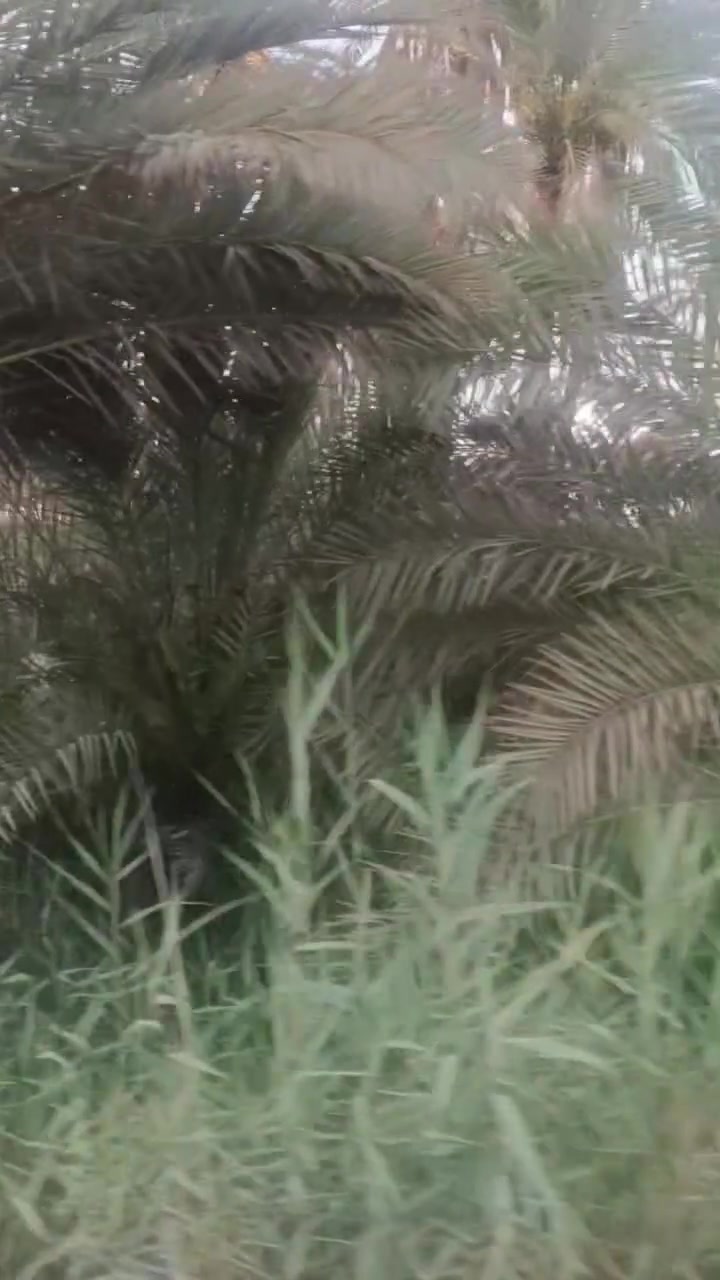 بستان عامره 4دونم معه 4منازل طابو سند 25تحويل  كربلاء طريق البراهميه قرب مجسر البراهميه مباشر على شارع العام 
***********
***********
