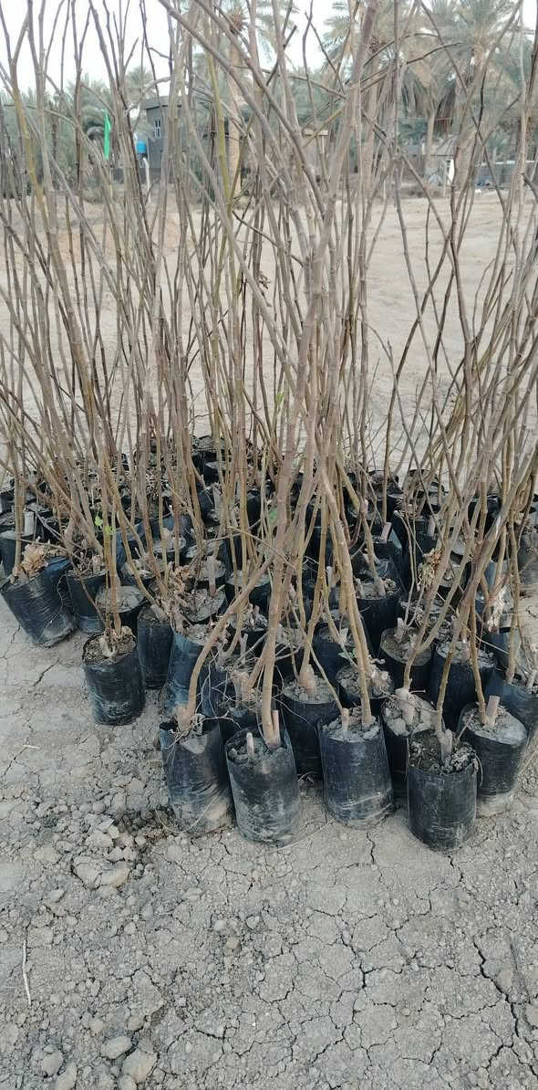 *********** تين تركي سعر ١٥٠٠
