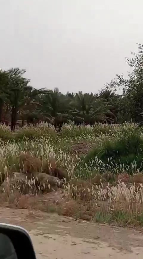 1000 دونم طابو سند 25 شاطيه على شط الفرات موجو ببهن 500 نخله مي السقي كامل موجود...  بالديوانيه  ناحية البساميه.قضاء الحمزه عادي ينباع منها (100/ 200 /300)
سعر الدونم (3) 
للاستفسار اكثر خاص ..


**إذا كنت صاحب هذا الإعلان وتريد حذفه لأي سبب، رجاءا أرسل رسالة إلى الدعم الفني**