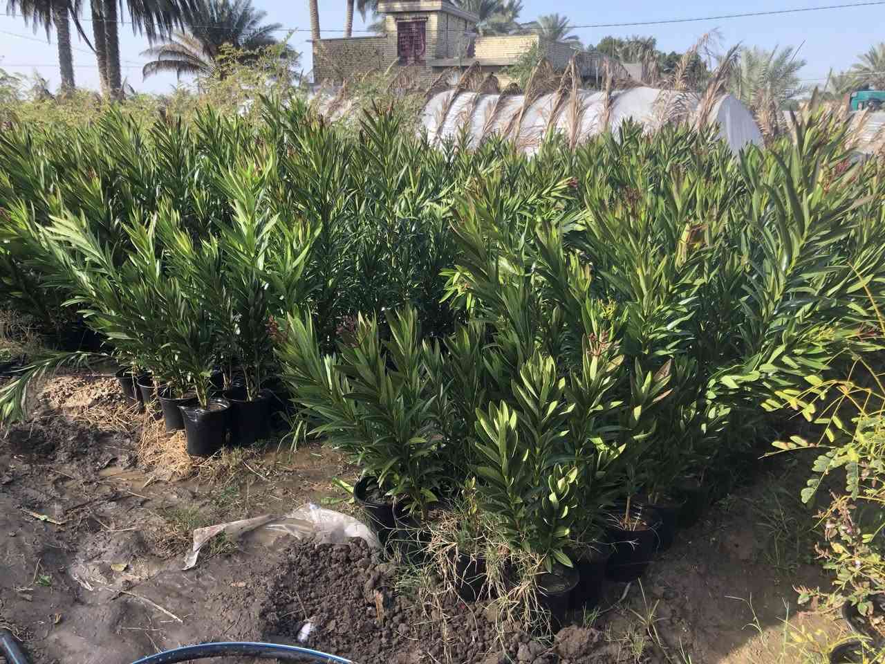 اللهم صل على محمد وآلِ محمد
دفلة بيضه والوان 
العنوان طريق حلة كفل منطقة ابو سميج 
***********
