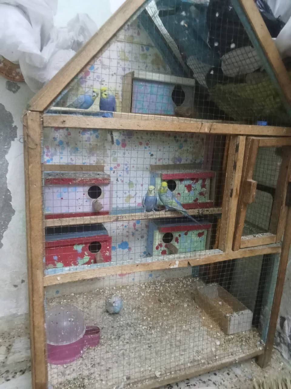 طيور حب  7رامبو 3مخلفات  وي قفص ب80بيهن مجال


**إذا كنت صاحب هذا الإعلان وتريد حذفه لأي سبب، رجاءا أرسل رسالة إلى الدعم الفني**