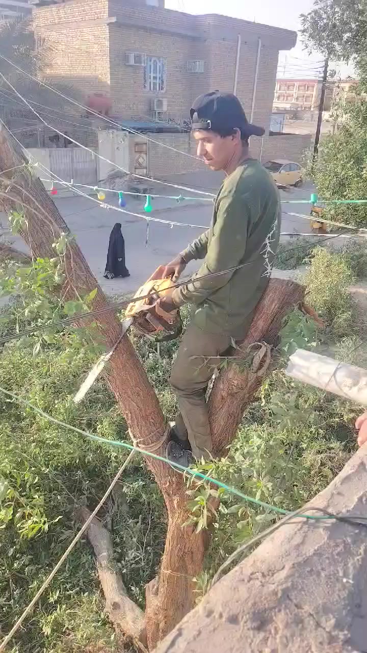 قص وتقطيع انواع اشجار مكان العمارة ،رقم الهاتف ***********
