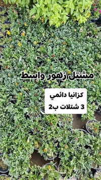 مشتل زهور واسط • عرض 4شتلات • عرض 3ب2