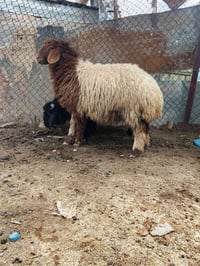 طلي • فطيمه • قضاء عنه