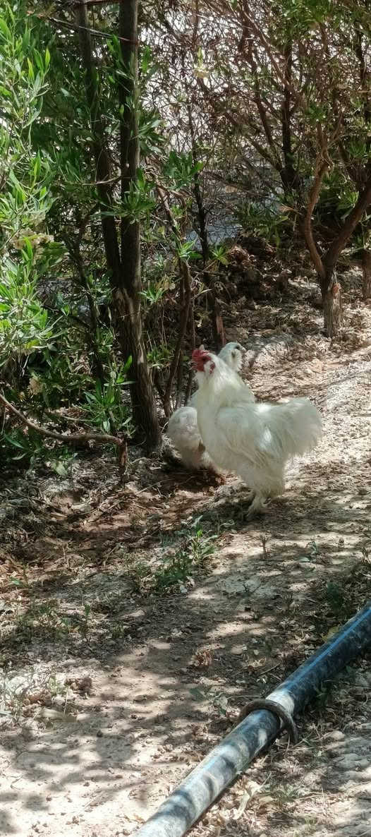 سيت دجاج قطبي للبيع واحد كرك ويه بيض وثاني بياض اي استفسار اتصل ***********
