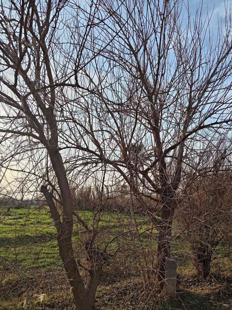 أشجار تكي عددهن 11 شجرة  للبيع
كما موضح بالصور إذا تنطي سعر زين اتصل ***********
