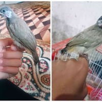 بلابل • الديوانية • قضاء سومر
