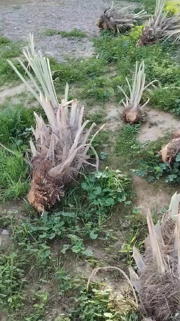 فسايل خستاوي للبيع الزواج 25الف العنوان/كركوك ناحيه الرياض قريه الصفره للاستفسار ‏‪0782 915 9635‬‏
