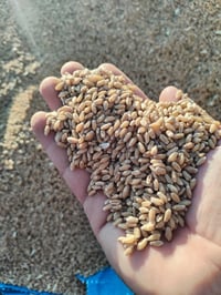 حنطة بذور • بنت المغلف • ١٥ طن
