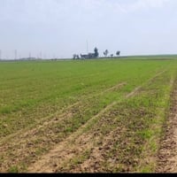 حلبيه • ٥٠ دونم • قرب السماجه