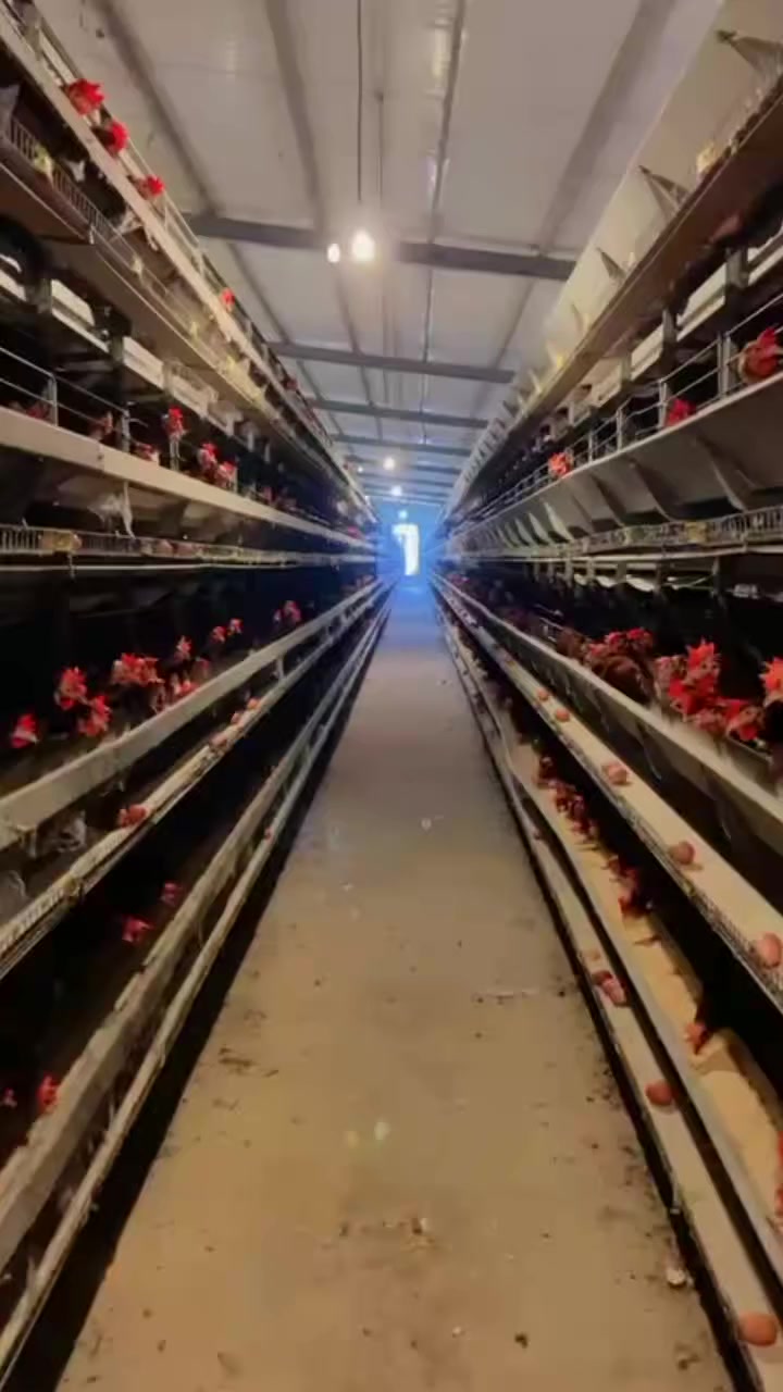 بسم الله على باركه الله
باجر تصلني وجبه جديد  دجاج.احمر وزن فول
باجر تصلني  وجبه جديد  دجاج ابيض كيلوات 
مع تنطيف فول
المكان ناحية الشوره 
يوجد خدمة توصيل داخل ناحية الشوره
محلات احمدالدنف قرب القيصريه
***********هاذه رقمي
