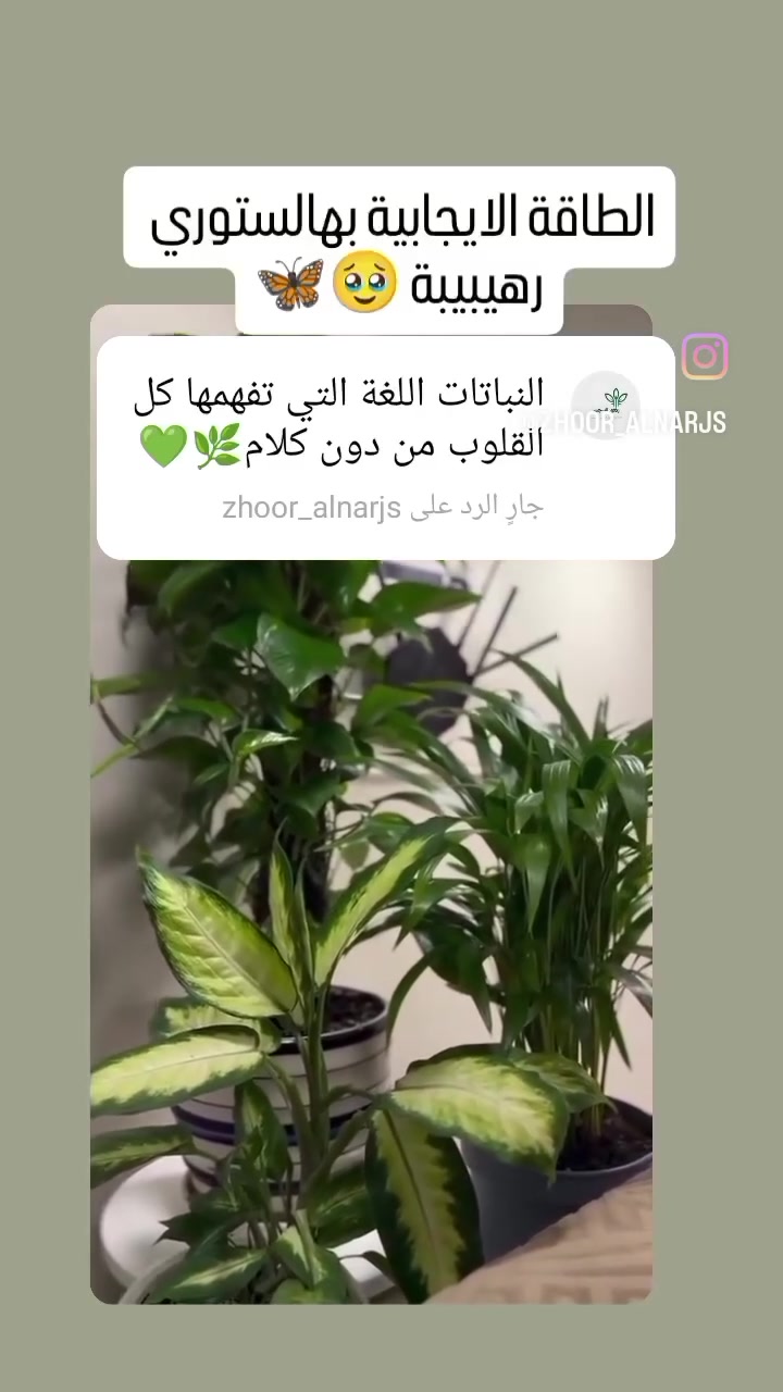 بيتج نظيف ومرتب بس مابي طاقة وروح 😓
جيبي الحياة والطاقة الإيجابية 🕊️
وخلي البيت يتنفس ✨
 #نباتات_ظلية #عيد_الاضحى #ترتيب_ديكور_منزلي
 #مشتل_بغداد #مشتل_زهور_النرجس


**إذا كنت صاحب هذا الإعلان وتريد حذفه لأي سبب، رجاءا أرسل رسالة إلى الدعم الفني**