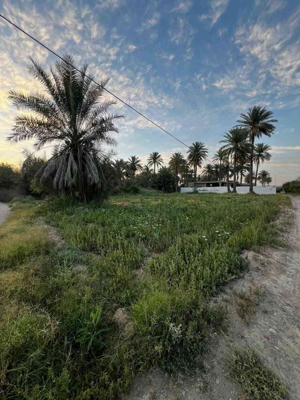 سلام عليكم 
قطع ارض للبيع 
- *المكان*:  بغداد ابو غريب حميد شعبان الشارع الوصطاني 
- *المساحة*: 1000
- *الواجهة *38 نزال 28
- *الخدمات*: بيها ماي وكهرباء 
- *السند*: طابو صرف 
التواصل رقم الهاتف  ***********
