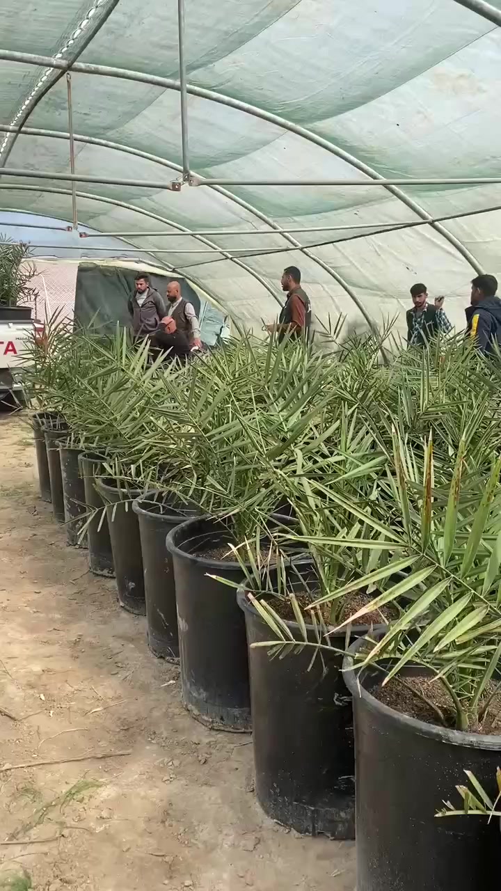 ما زلنا مستمرين بتجهيز زبائننا الكرام بأجود الفسائل النسيجية 🌴
أحجام ممتازة، جاهزة للغرس مباشرة، وبمجموع جذري متكامل خالي تمامًا من الأمراض والآفات.
اختيارك الصح لبداية زراعة ناجحة وإنتاج وفير بإذن الله .

للاستفسار والتواصل:
- قسم المبيعات النخيل : ***********
- قسم المبيعات النخيل : ***********
- قسم الاسمده والتوصيل: ***********

الموقع: محافظة بابل، مدينة الحلة، طريق منطقة عوفي.

#البشير_مشروع_وطن  
#شركة_البشير_العالمية
