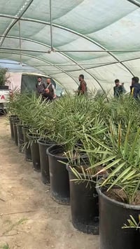 فسائل نسيجية • جاهزة للغرس • الحلة بابل