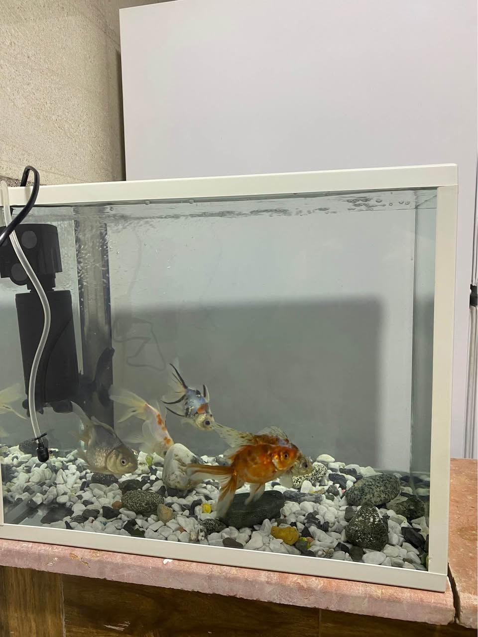 ئەم حەوزئ ماسیان بۆفروشتن پانی51دریژی 41سم *********** رانية, السليمانية
