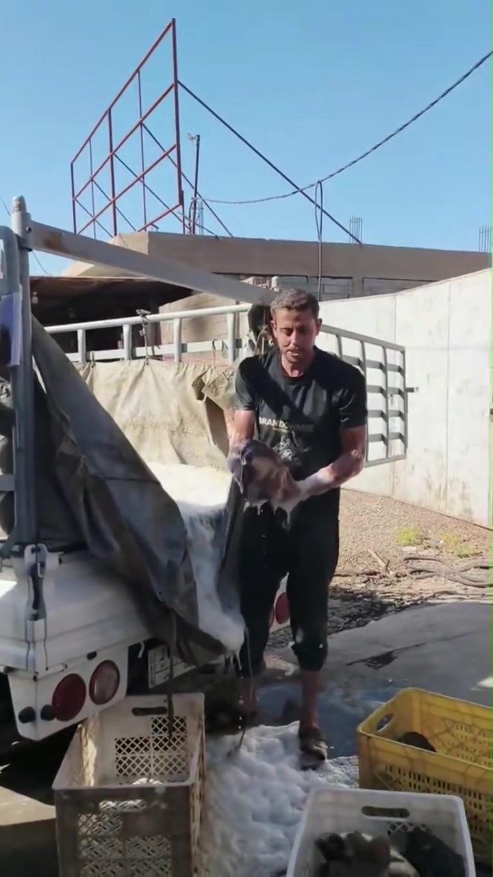 4000 سمك أقفاص جمله مفرد🐟
مسكوف بحطب الفاكها🍋🍋
  متوفر جميع الأوزان يابلاش
خخل ياكل الفقير جوه السوك
العنوان الفلوجه شارع السد مجاور معمل الثلج 
يتوفر خدمه توصيل
*********** الحجز
***********
