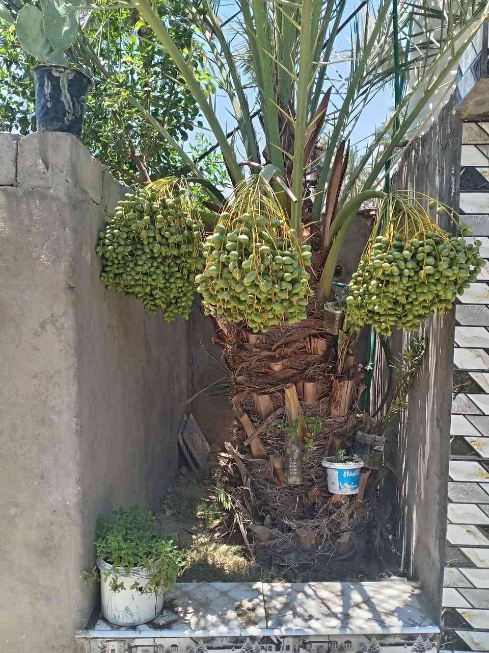 لعشاق الهدوء  جنه علارض واصوليه ومناسبه مزرعه للبيع  المساحه 800 من ظمنه  بيت حديث  السقف صب كونكريت مسلح بي 6دنك صار 7 اشهر من بنيته  متكون من غرفتين وصاله وستقبال ومطبخ وحمام داخلي وحمام خارجي ماء اساله وماء  سقي وبيه فواكه تين  ونخل شكر وزهدي وخستاوي ومزروعه وخيار والثيله ١٠٠ متر  سند ٢٥ تحويل اسهم بلطابو شرط ثاني يوم  المكان بابل القاسم الهاشميه الجربوعيه تبعد عن طريق الزائرين العلجربوعيه 200متر تفاصيل اكثر *********** السعر  علخاص لو تتصل ..علما اني  صاحب العقار ..
