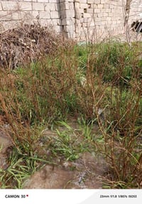 اشجار رمان مريكي درجه والى ان شاءلله رقم موجود 07500608131