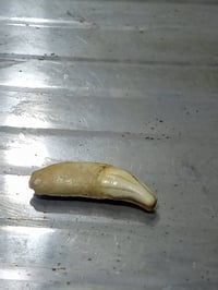 ناب الذيب • سوار • كربلاء