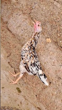 دجاجات • ١٥ • تبيض خلال شهر
