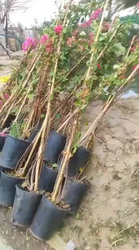 ماكو داعي نحجب الفيديو واضح كميات مفتوحه 
***********
