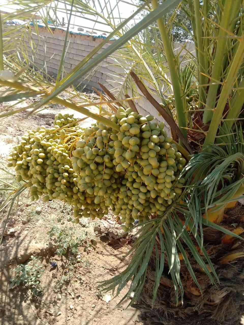 السلام عليكم 
يوجد كادر 
تقليم وترتيب نخل 
تقليم وترتيب شجر بكل انواعه 
تقليم وترتيب بساتين 
تنظيف وترتيب حدائق 
.....
وهذا نموذج من عملنه 
........
رقم الهاتف 
***********
