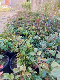 مشتل الجمعيه • نباتات خارجية • توصيل الدجيل