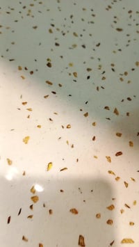 مطبخ اوربي • المنيوم • الكوت