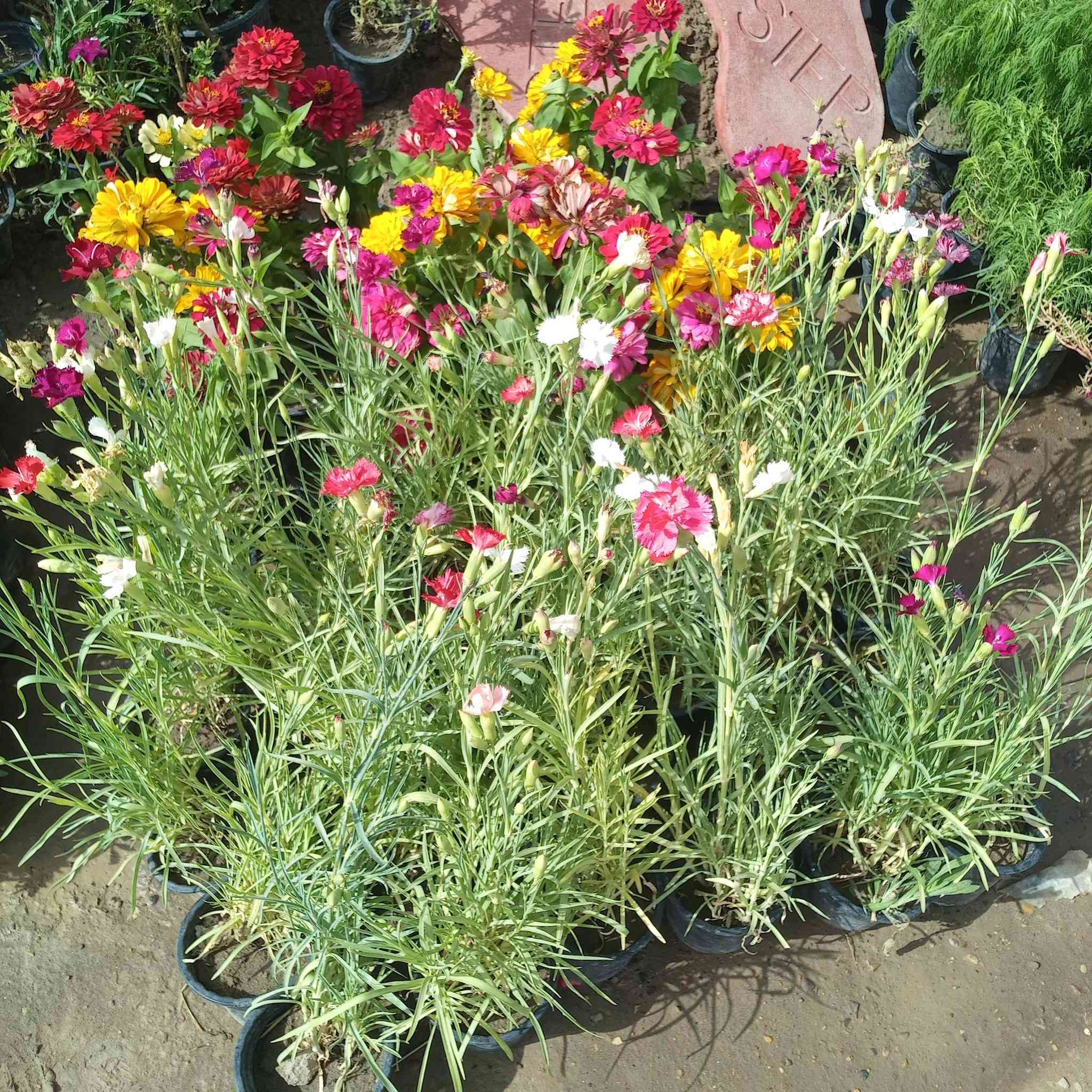 🌿✨ جديدنا يوصل… والذوق العالي يبان ✨🌿

وصلتنا تشكيلة راقية من النباتات المختارة بعناية
حتى تعيش أجواء الطبيعة الحقيقية بحديقتك 🌸

ألوان مبهرة، روائح عطرية فواحة، وأنواع تناسب كل مكان
منها الزينة، ومنها الظل، ومنها العطري اللي ينعش الجو ويغيّر المكان بالكامل 🌿🌹

📍 واسط – صويره، قرب محطة أم وليد
🚚 توصيل متوفر داخل وخارج المنطقة

📞 للاستفسار والحجز:
***********
***********

حياكم الله 🌿 نورتونا… وتشرفنا بزيارتكم داخل المشتل 💚

