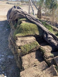 مشتل الكوثر • ورود موسمية • نخل زهدي