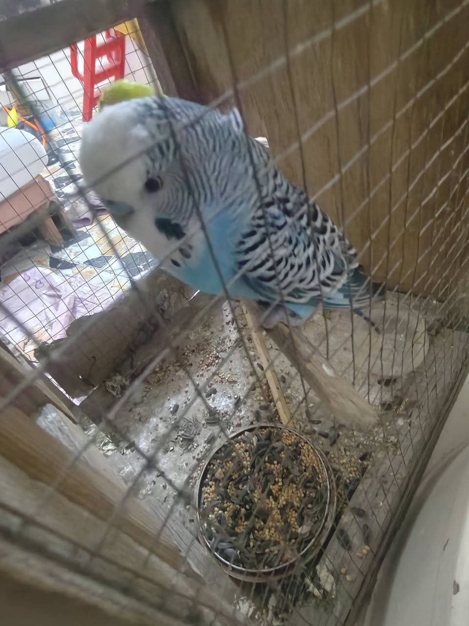 السلام عليكم طيور الحب فحلين وطيره لبيع سعر 20 الف  مكاني بغداد الامين


**إذا كنت صاحب هذا الإعلان وتريد حذفه لأي سبب، رجاءا أرسل رسالة إلى الدعم الفني**