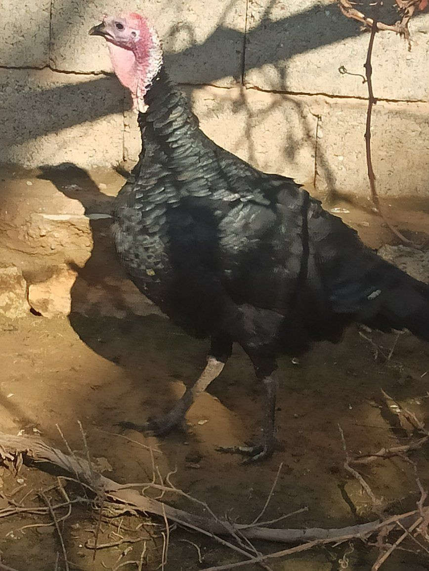 ديج بصره للبيع 
***********
