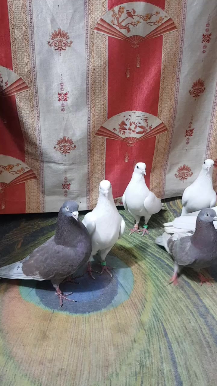 السلآم عليكم  بصاروة بيض زوجين وزوج بخاريات حمر مضمونات كلهن ومشروطات من كلشي الراغب بالاقتناء يتفضل خاص مكاني بغداد


**إذا كنت صاحب هذا الإعلان وتريد حذفه لأي سبب، رجاءا أرسل رسالة إلى الدعم الفني**