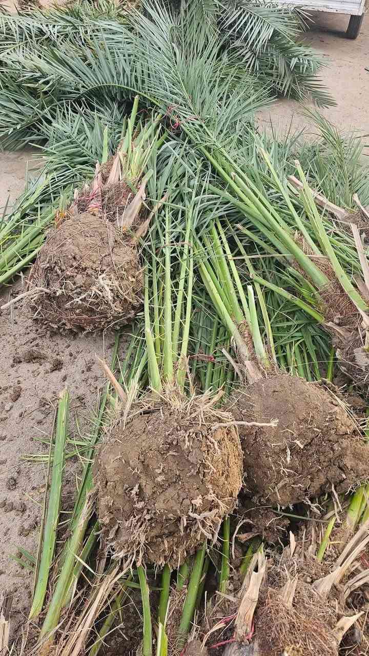 السلام عليكم بريم السعر ٣٥ مكتوم السعر٥٠ برحي السعر ١٥٠ ويوجد لدينا توصيل لكافة محافظات العراق ***********
