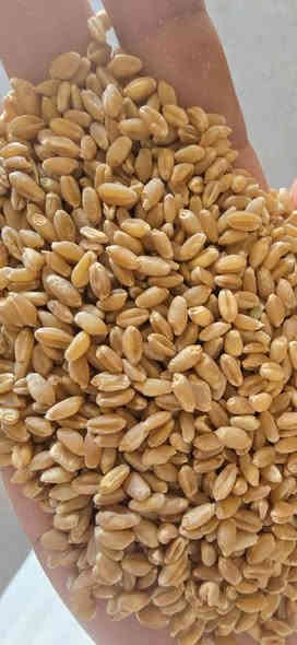 السلام عليكم 
عنوان:ديالى بعقوبة طريق باب الدرب مجاور اسواق الشمري 
***********
