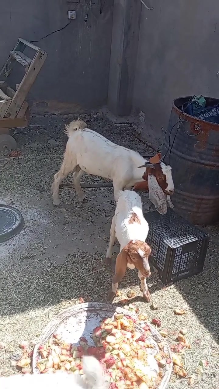 صخول نثيه وذكر سمان خير من الله بعدهن طفال مابدلات سنون نثيه كافزه من فحله ٢٦٠قفل قفل ثنينهن مكان ذي قار قضاء شطره توصيل ماكو رجا بدون عمله ***********

