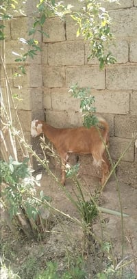 بسم الله ما شاء الله صخله للبيع ناصحه خير من الله اعشرة  السعر150 العن...