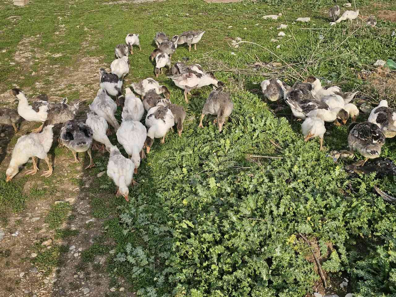 ٥٣باره قازي زرشام و دوره كو زؤر جوان تمنيان ١مانك بؤ٢مانك 
شوين شاره زوور هه له بجه ي تازه  
***********
***********
