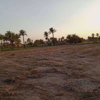 حله طريق البو عبود • زراعيه • دونم
