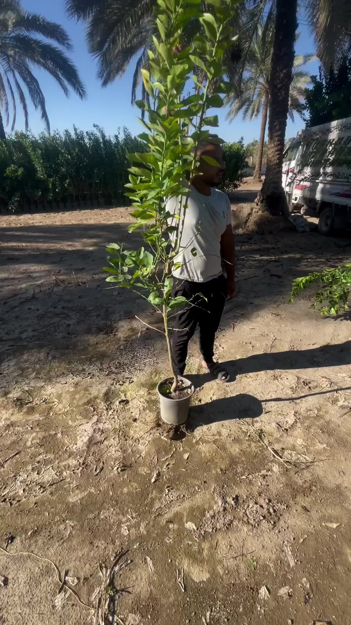 السلام عليكم يتوفر حامض + برتقال + لالنكي + سندي + رارنج كيس ارتفاع متر ونص لحد مترتين + برتقال + لالنكي + رارنج + سندي سندان ارتفاع مترتين لحد ٣ متر اسعار جمله فقط مكاني بغداد الكريعات رقم الهاتف ***********
