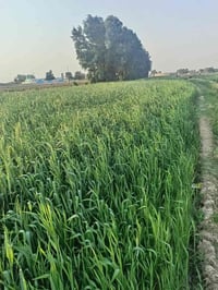 أرض • ٤٠ دونم • منطقة العتول