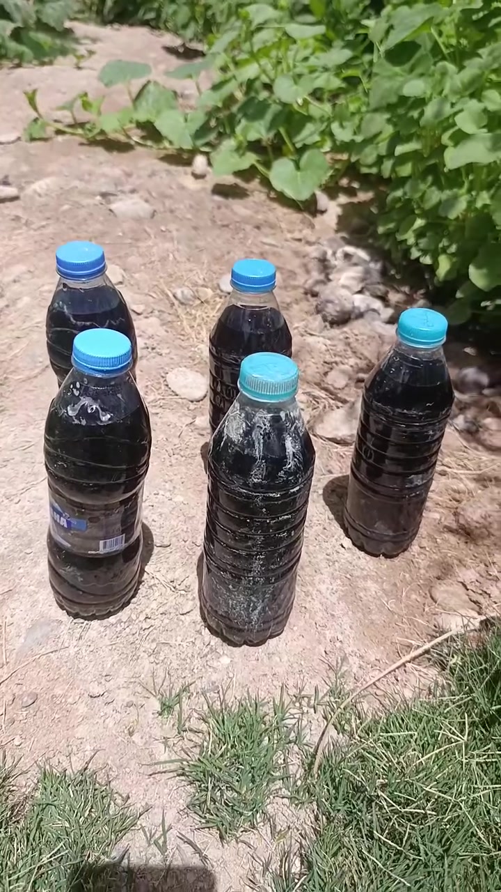 عن تجربه ماشتغل فلوسك مرجوعه منشط لكل الشتلات يرهم ورجع وكلك شرط الشغل وبيتنه منطقى الكصوان قضاء المدينه وعندي توصيل مدينه هوير بني منصور الفين دينار وذا البطل الجبير10هوه وتوصيله***********الوساب
