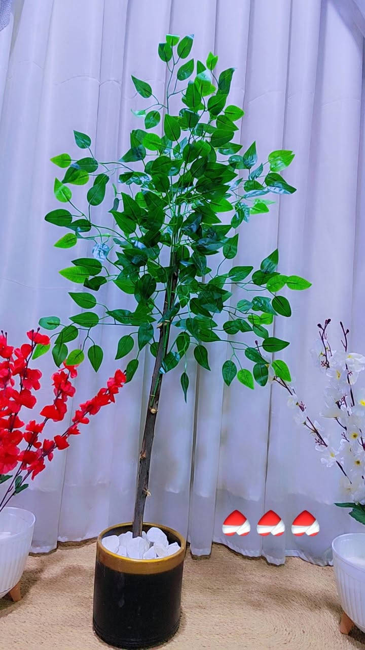 اشجار ارتفاع 110 سم السعر ب20 الف فقط 
سارع بالحجز 
والله جاي يبيعونها 40 و 35 الف بس احنا نبيع بأسعار الجمله 
واذا عدك مول مجمع نكدر نوفرلك جمله وتطلع الشجره بهذا الارتفاع و الضخامه تطلع عليك ب15 الف 
للحجز والاستفسار مراسلة البيج


**إذا كنت صاحب هذا الإعلان وتريد حذفه لأي سبب، رجاءا أرسل رسالة إلى الدعم الفني**