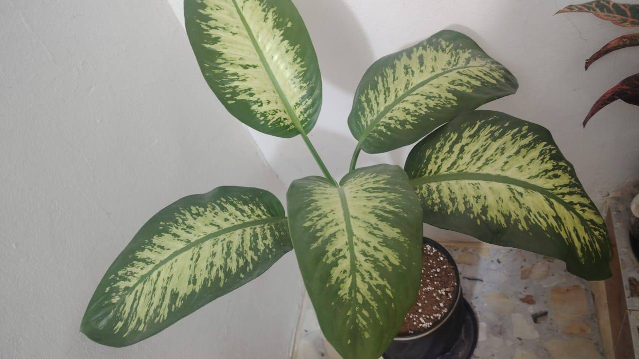 نباتات ضليه للبيع


**إذا كنت صاحب هذا الإعلان وتريد حذفه لأي سبب، رجاءا أرسل رسالة إلى الدعم الفني**