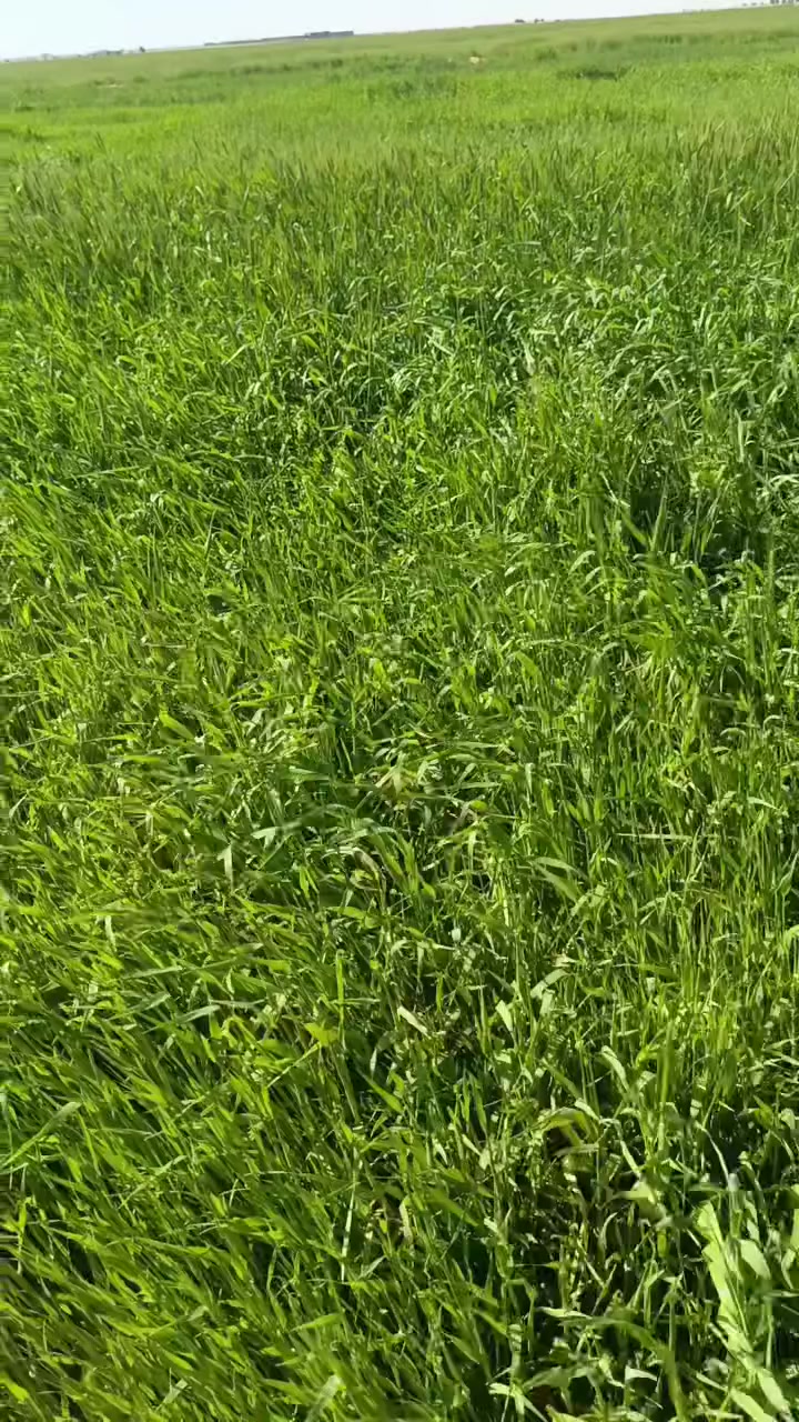 سلام عليكم ..
وين اهل الحلال حنطه چتل للبيع 
المساحه (120) دونم .. بيع مستعجل 
العنوان محافظة الديوانية قضاء الشنافيه قرب صيطرت الخسف ما متواجد عل الفيس الشراي يتصل والمو شراي لا يتعبنه واذا ما عندك رصيد رمش وبيك خير وتدلل 
 هذا الرقم 
***********
