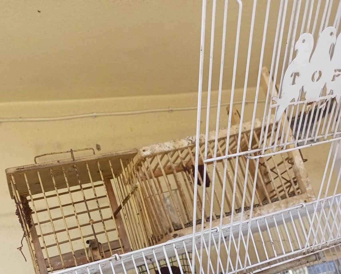 السلام عليكم/عيد مبارك
بسبب ضروف المشتري تم اعادة النشور
متاح للبيع اقفاص عدد 3 
ومصايد بلبل تمر عدد 2
التفاصيل على الخاص او على الواتسأب
***********
***********
