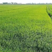 الله شاهد بالقرآن #ارض5دونم_عن_شط_ذراع_دجلة250متر #وعن_طريق_التنميةاقل...