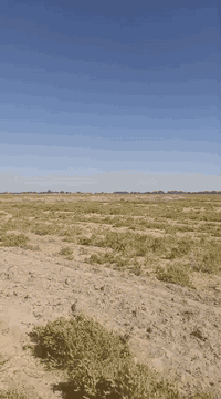 400 دونم طابو زراعي سند 25 طابو مستقل متوفر الماء الكهرباء تسجيل عقاري الشاميه يبعد عن تبليط 2ك العنوان الديوانيه الشارع الذي يربط الديوانيه الشاميه الشنافيه سعر دونم 3 مليون وبيه مجال ***********
