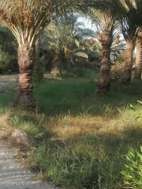 بستان • طريق السنية • طابو زرعي